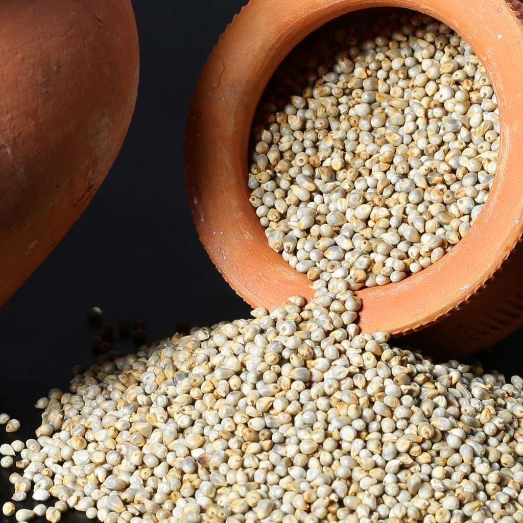 Pearl Millet 3